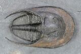 Prone Scotoharpes Trilobite - Boudib, Morocco #251042-1